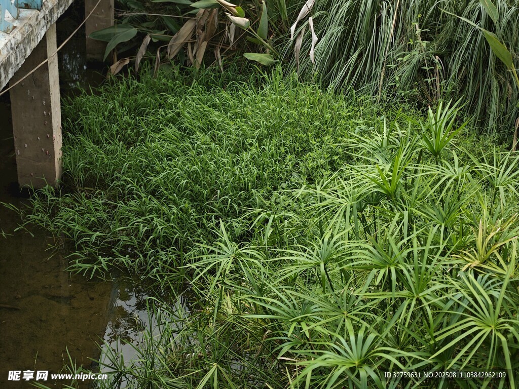 水边繁茂的绿色植物景观