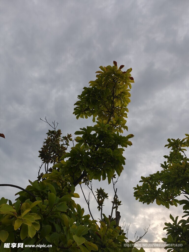 天空下的繁茂绿植