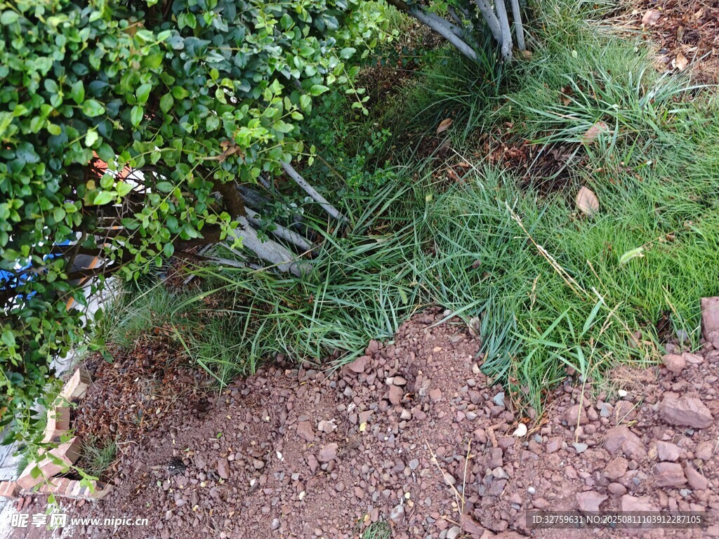 花园中的绿植与泥土