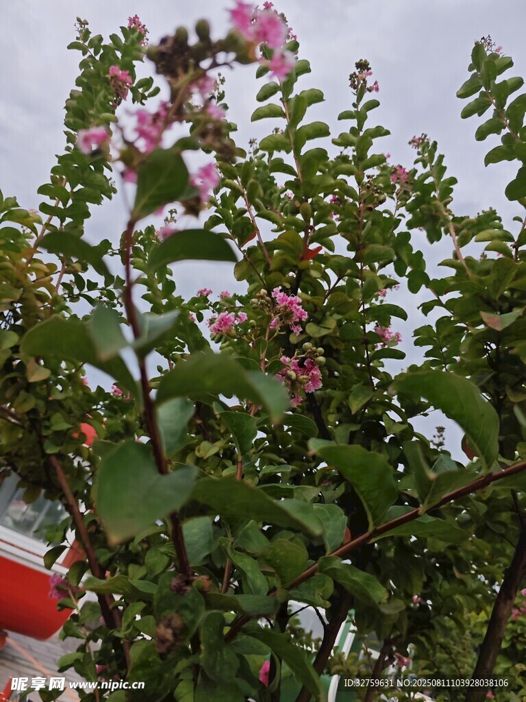 绽放的紫薇花
