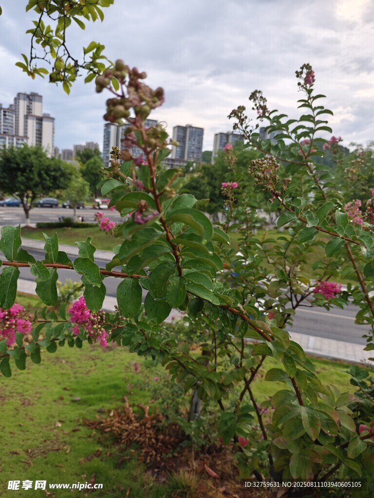 城市边绽放的艳丽花丛