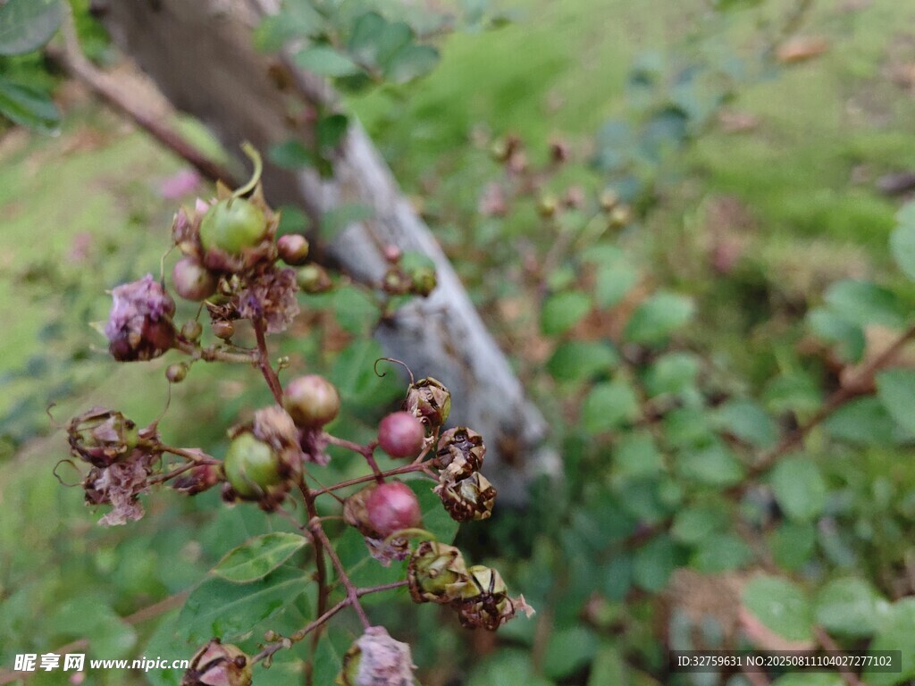 带果植物近景