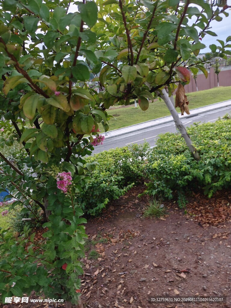路边繁茂果树与绿植景象