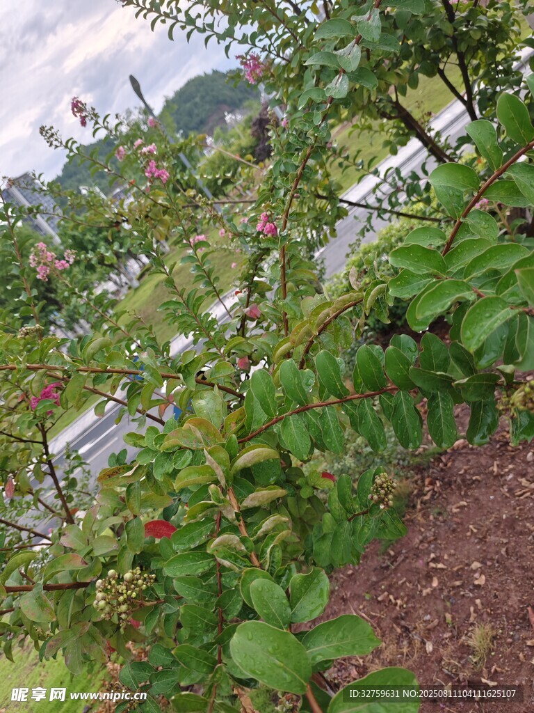 户外繁茂绿植景观