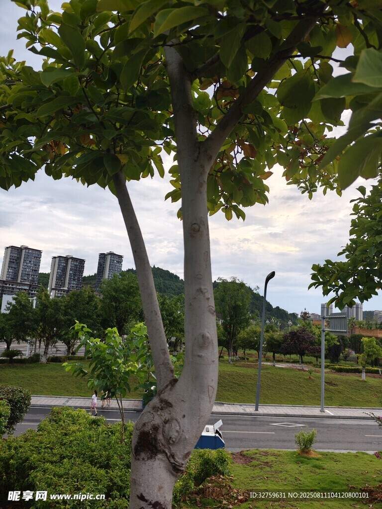 城市中葱郁树木与远景