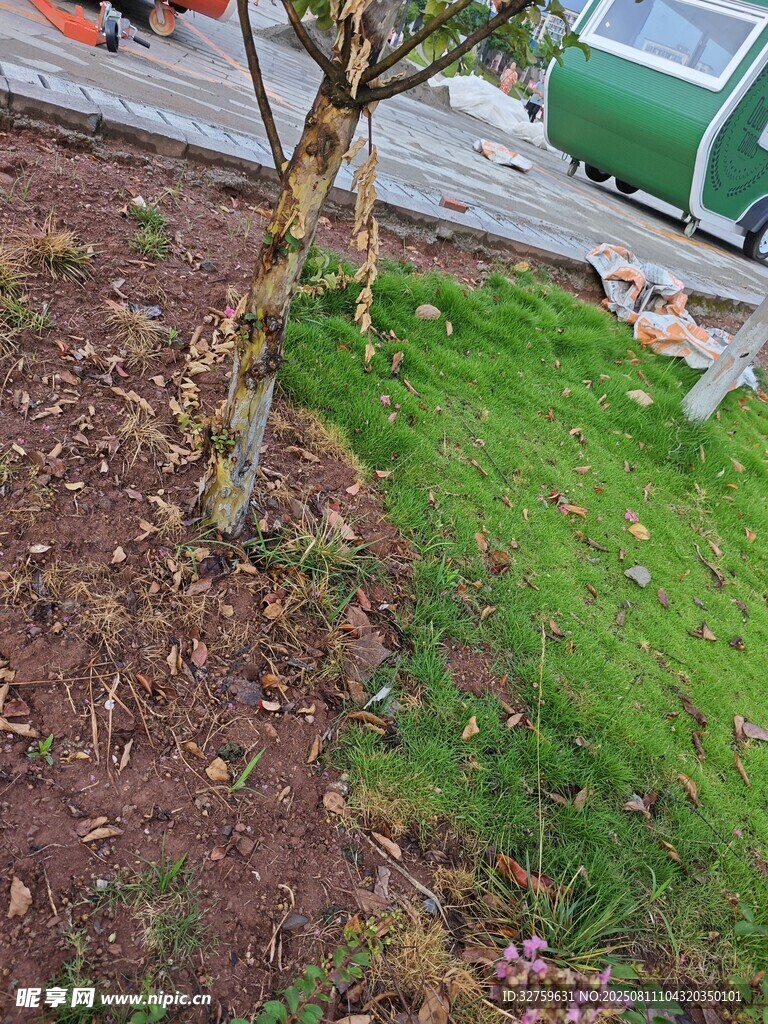 路边新植树木与周边景致