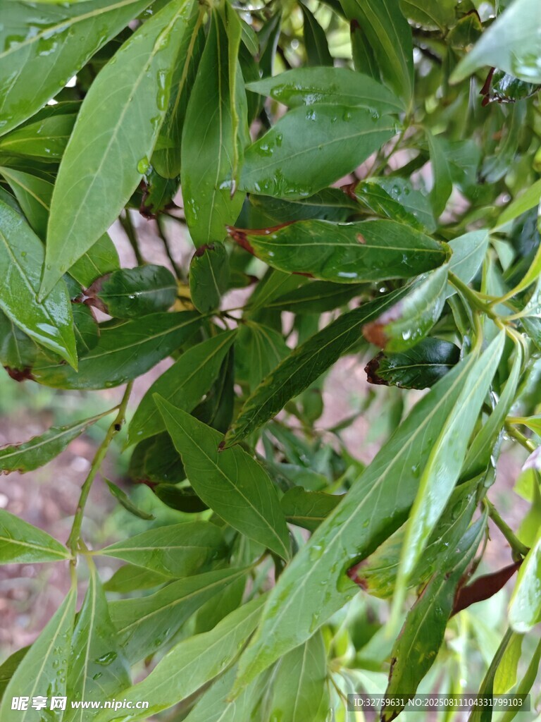 绿叶间的植物果实