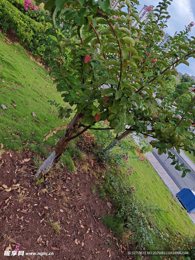 路边倾斜生长的果树