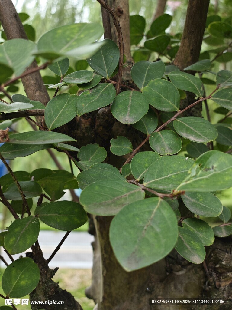 绿叶繁茂的树干局部