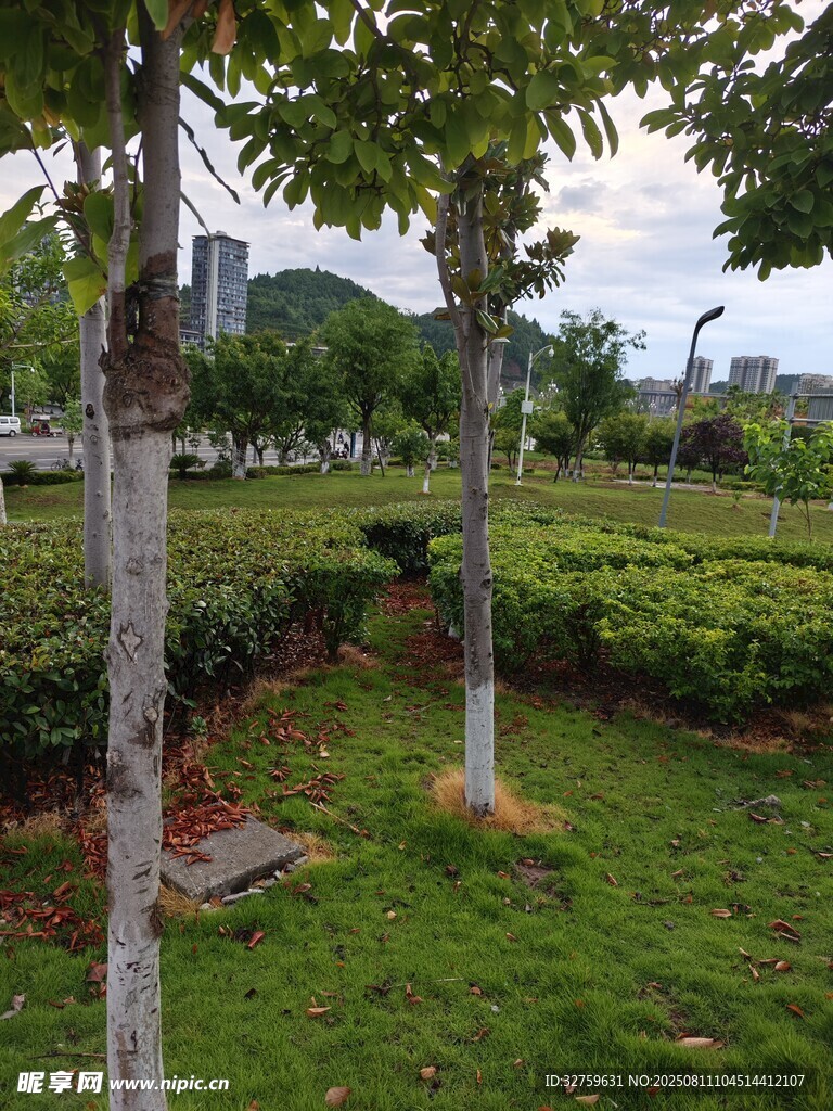 绿意盎然的城市园林景观
