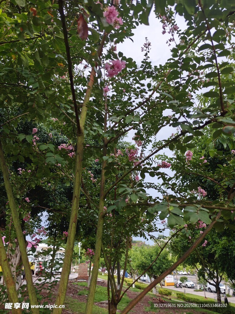 繁花盛开的绿树景观