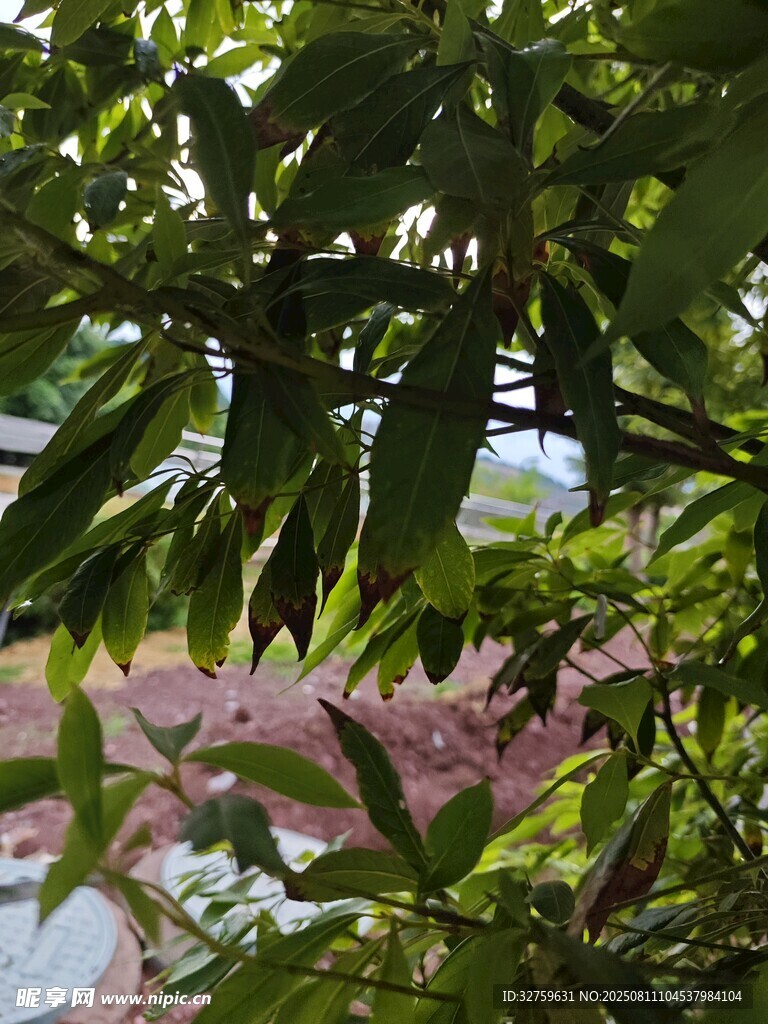 绿叶繁茂下的景致