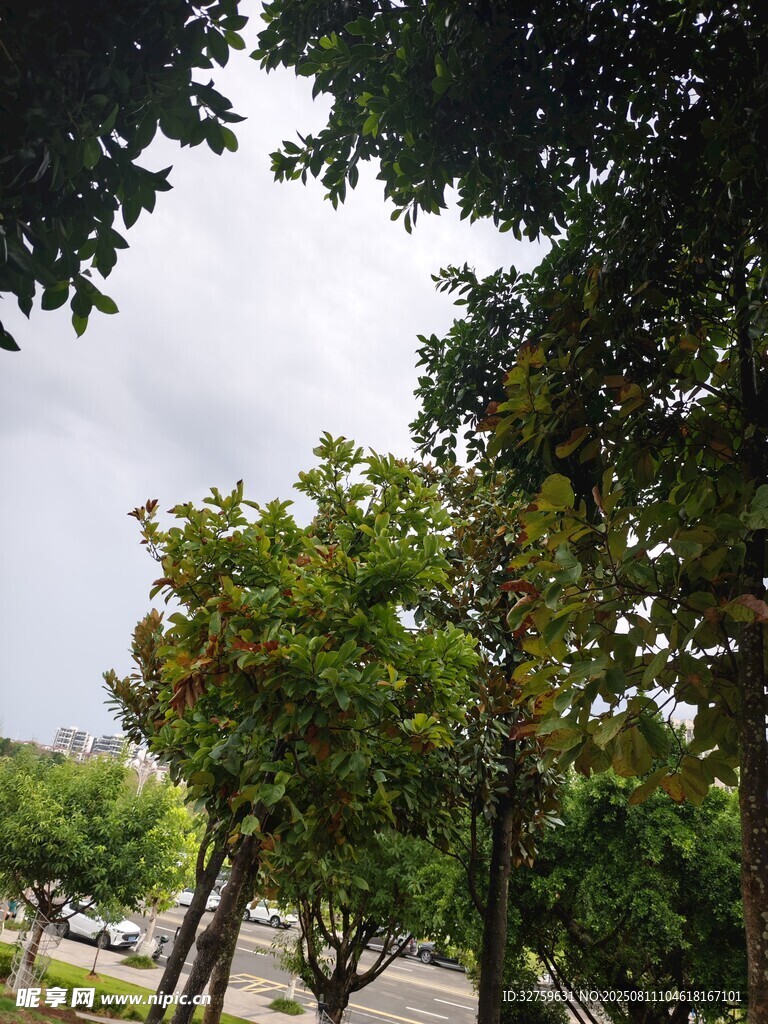 绿树成荫的街道景象