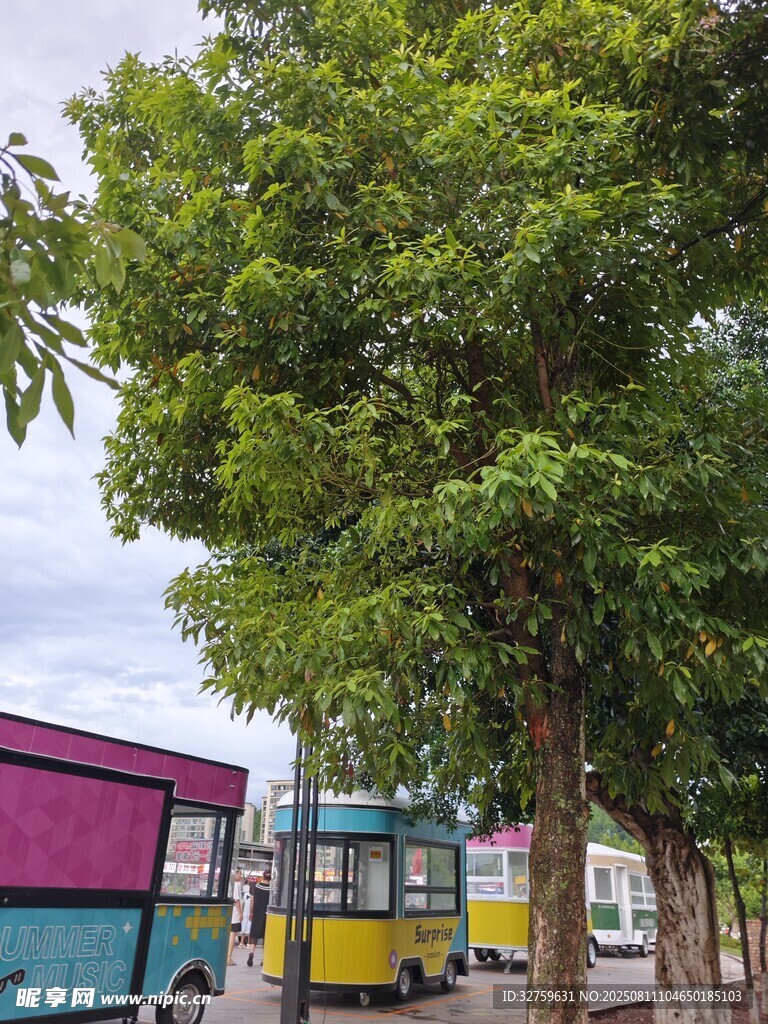 多彩餐车旁的茂盛绿树