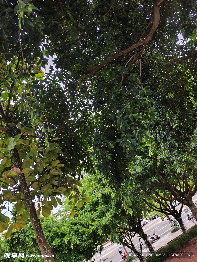 绿树成荫的街道景观