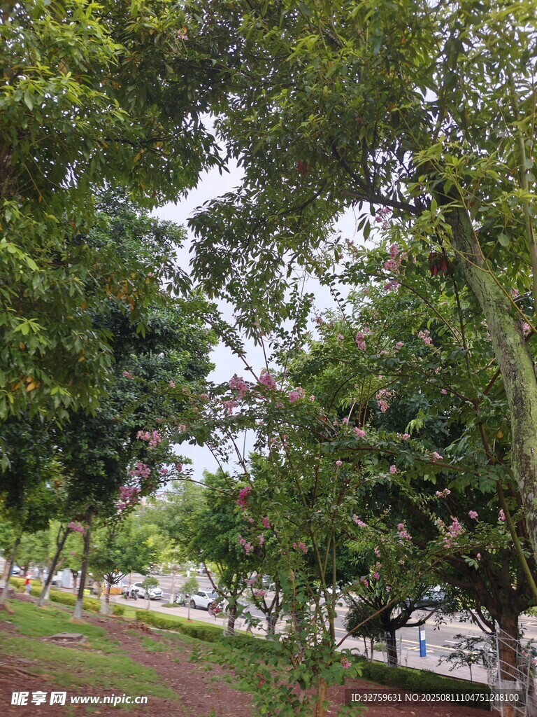 城市中的静谧林荫小路