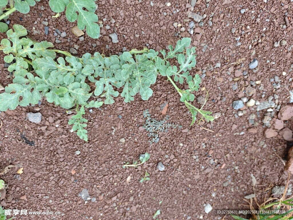 地面上的绿色植物