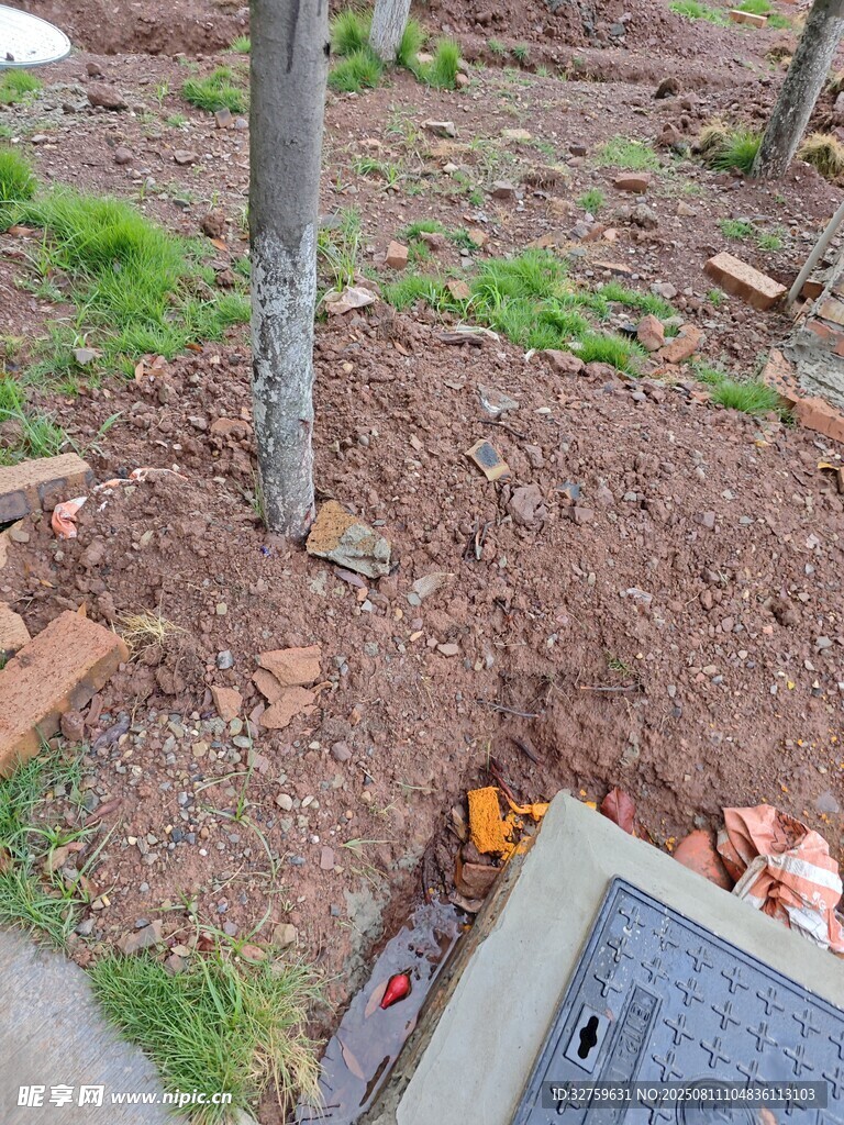 户外树木旁的地面场景