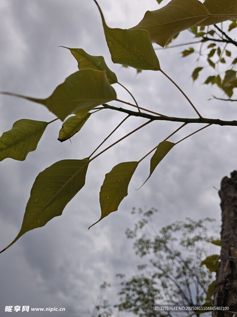 枝头绿叶映灰蒙天空
