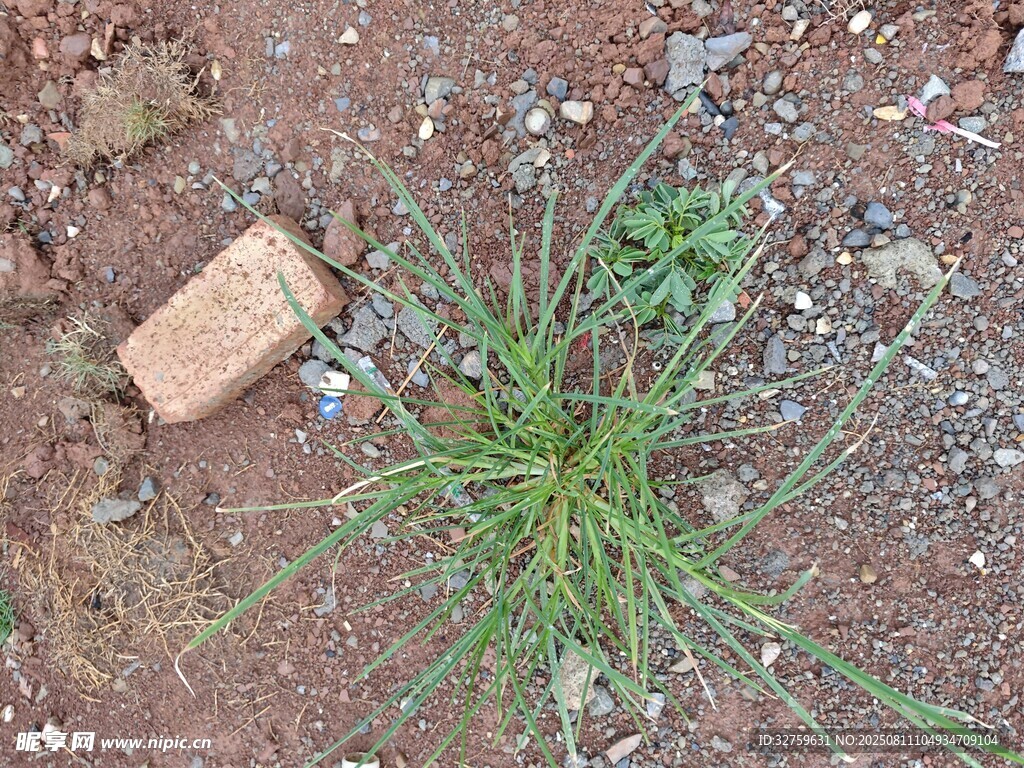 砖旁生长的嫩绿小草