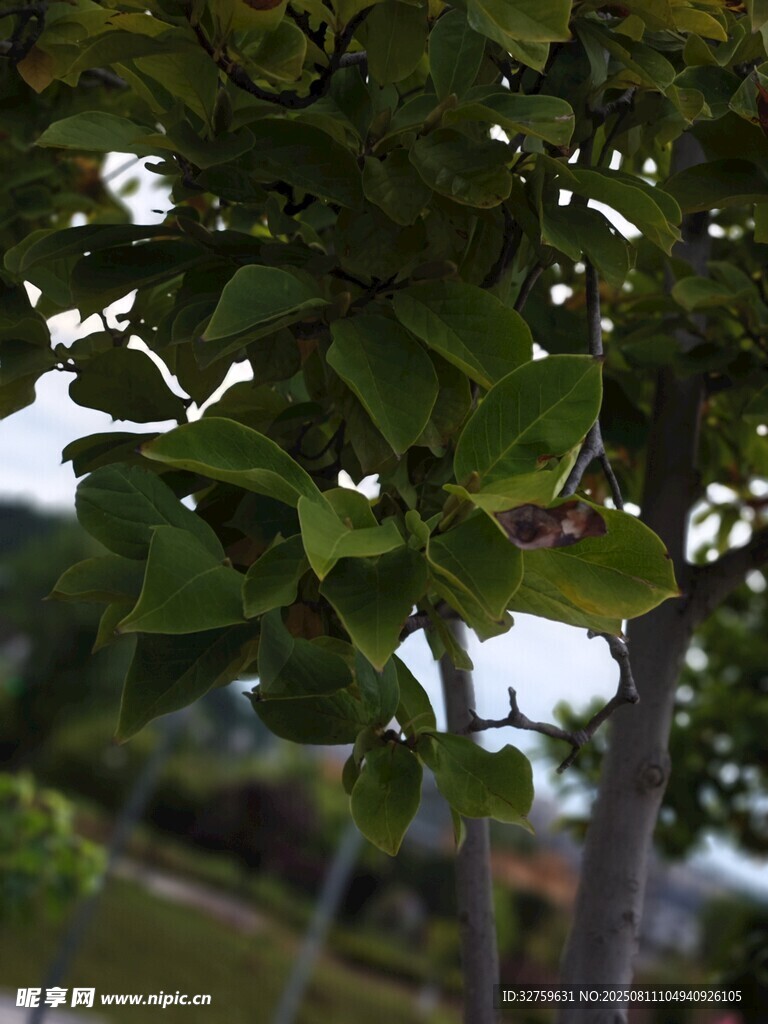 绿叶繁茂的树枝特写