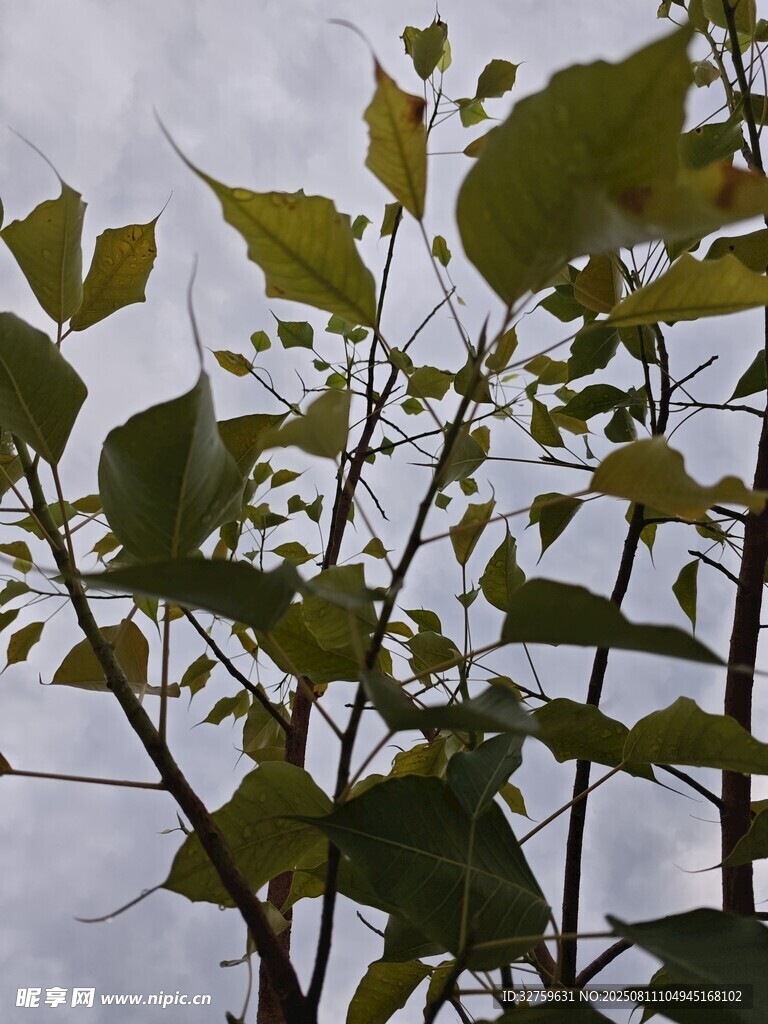 绿叶繁茂的植物枝干