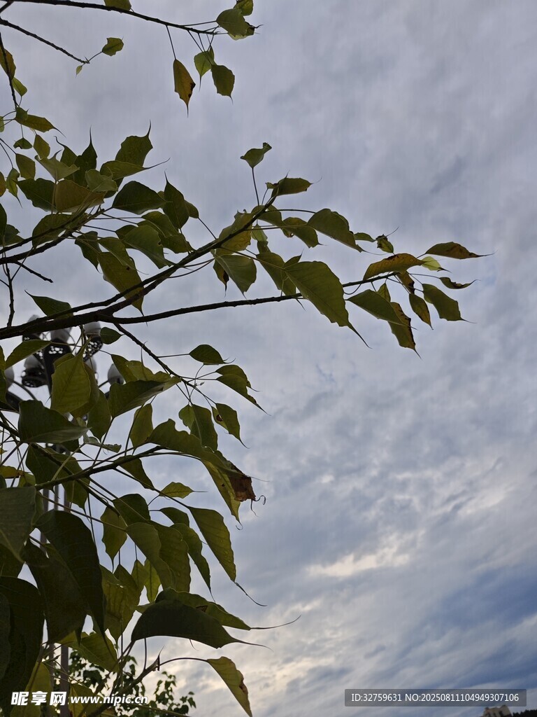 枝叶间的天空美景