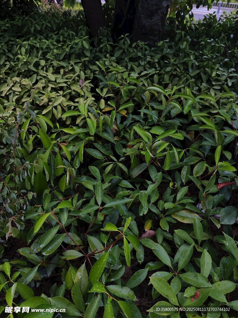 繁茂绿植景观