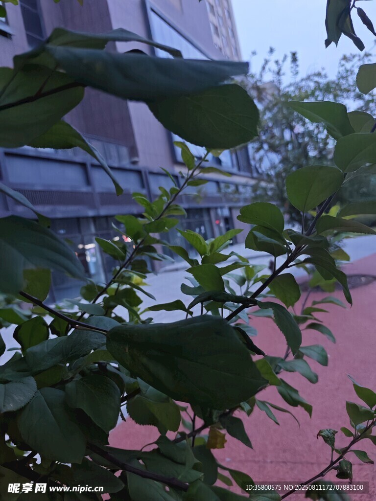 透过绿叶望红色地面建筑