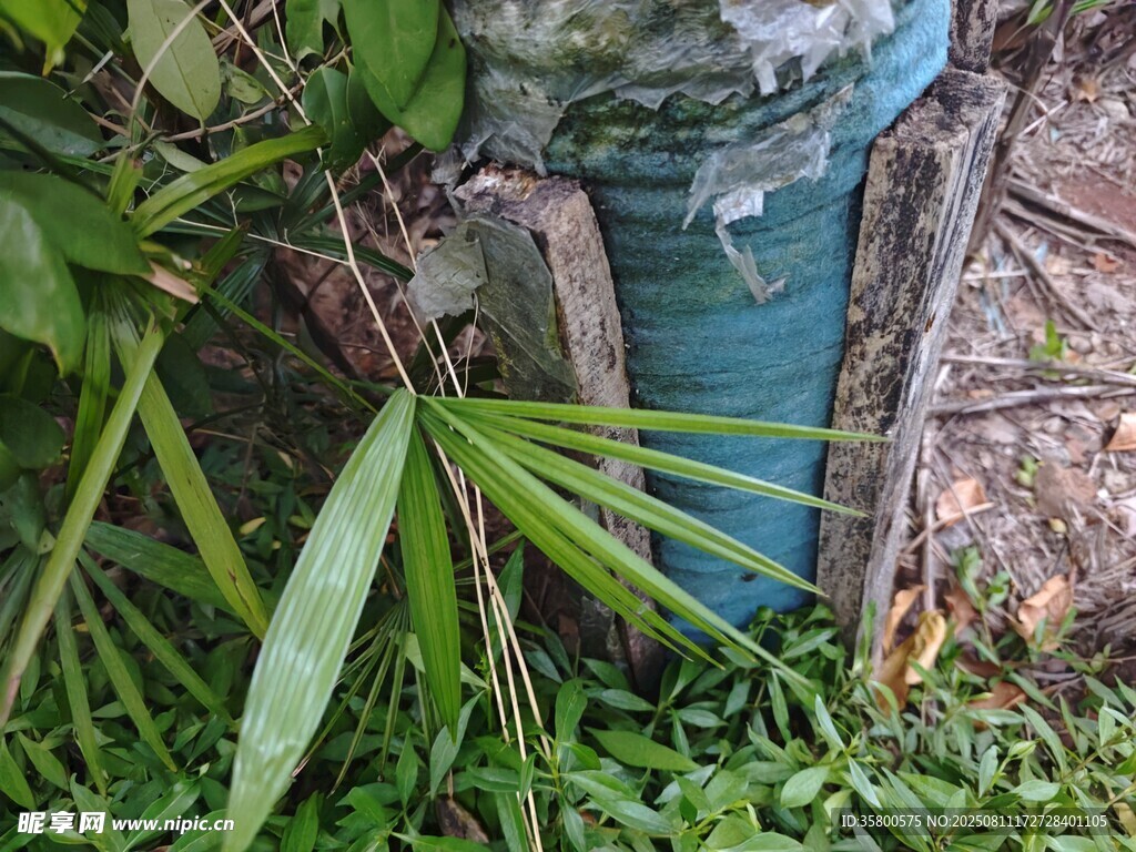 绿植环绕中的蓝色管道