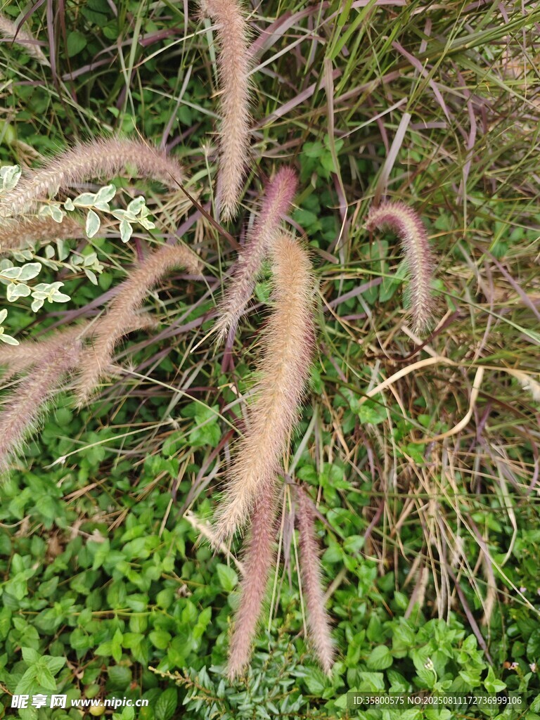 草丛中的粉色毛茸茸植物