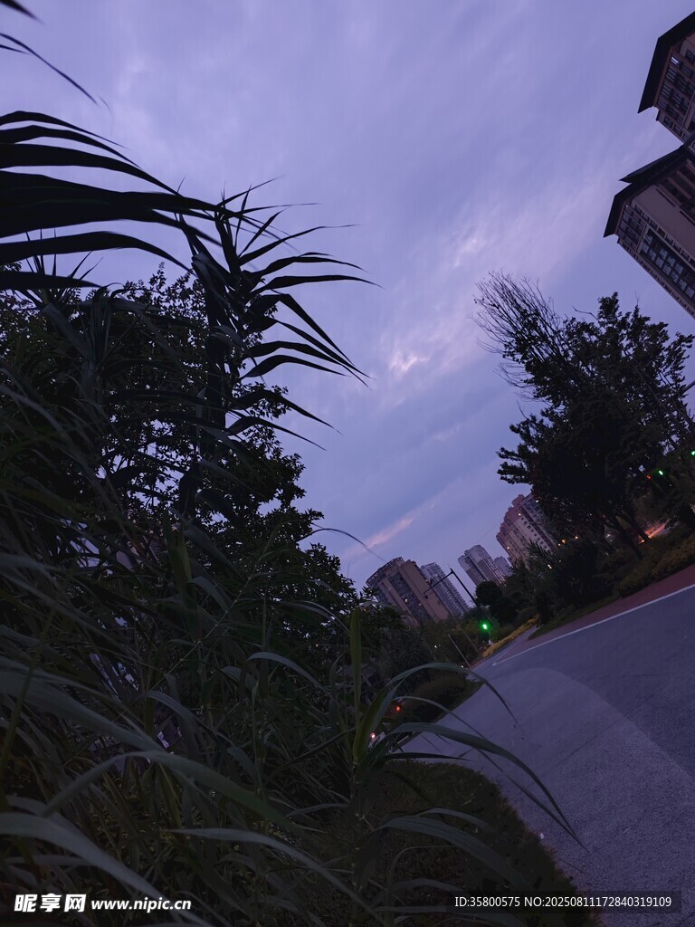 黄昏小径旁的绿植景致