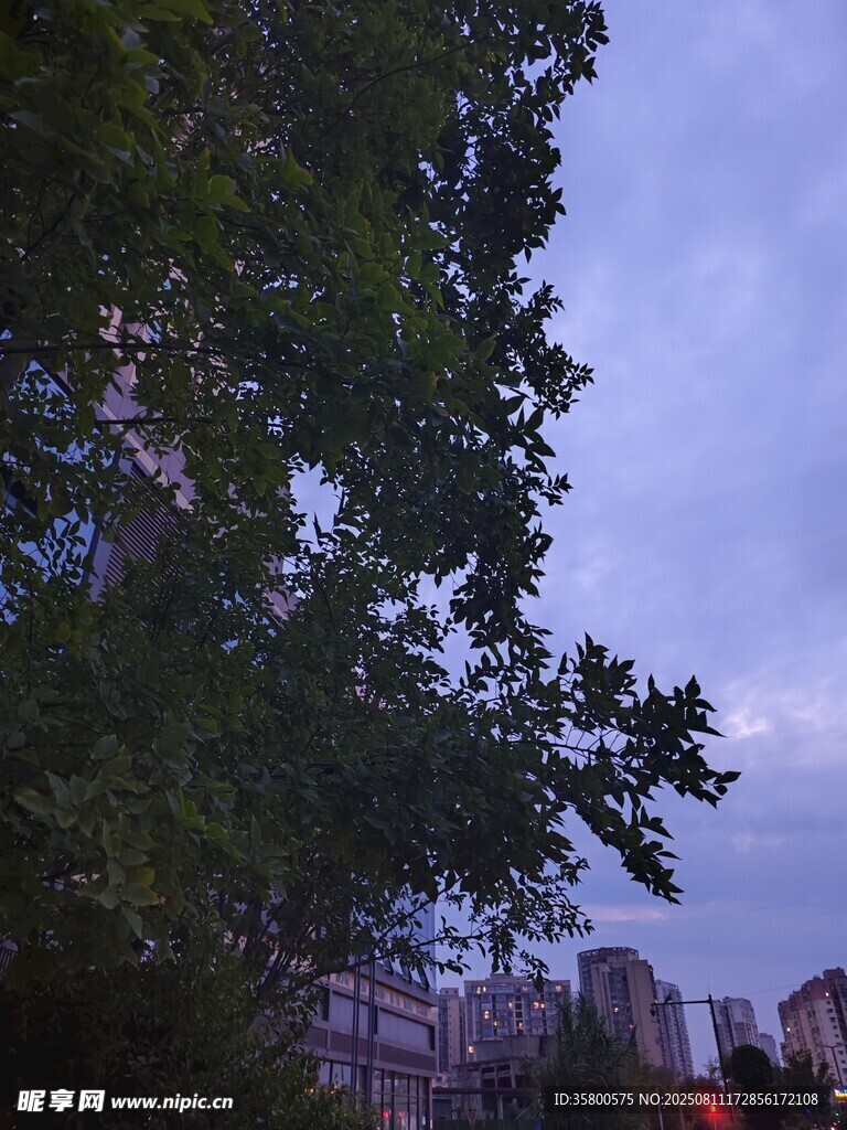 树影下的城市天空