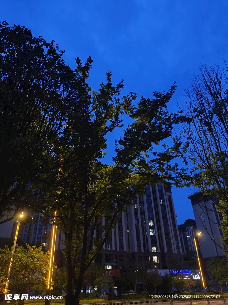 夜幕下的城市树木景观