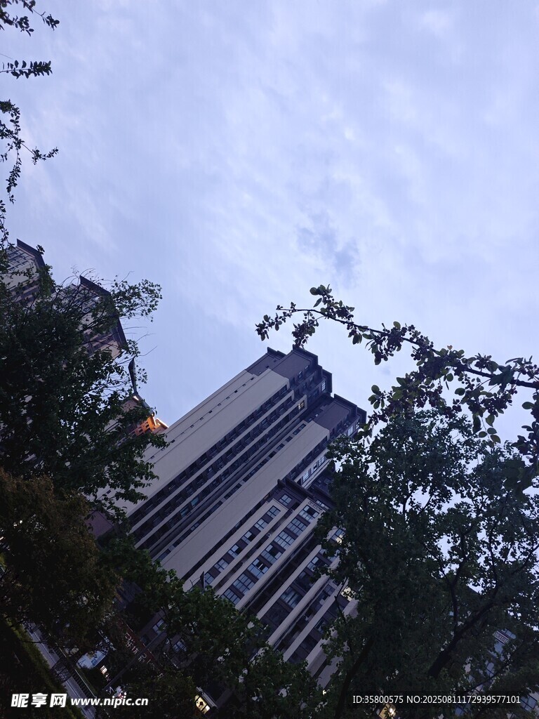 高楼旁的绿树与天空