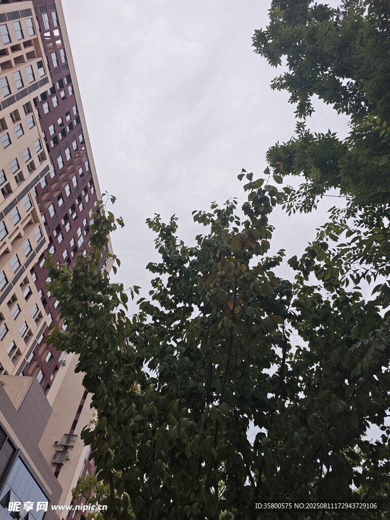 高楼旁的繁茂绿树