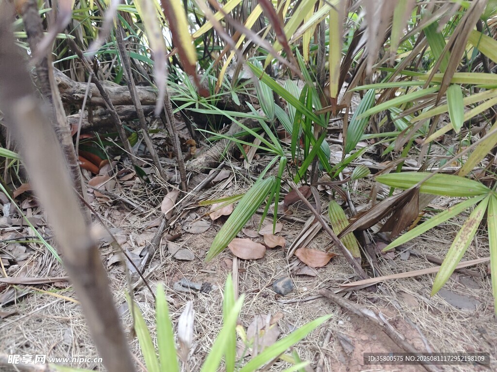 地面生长的绿植与枯枝