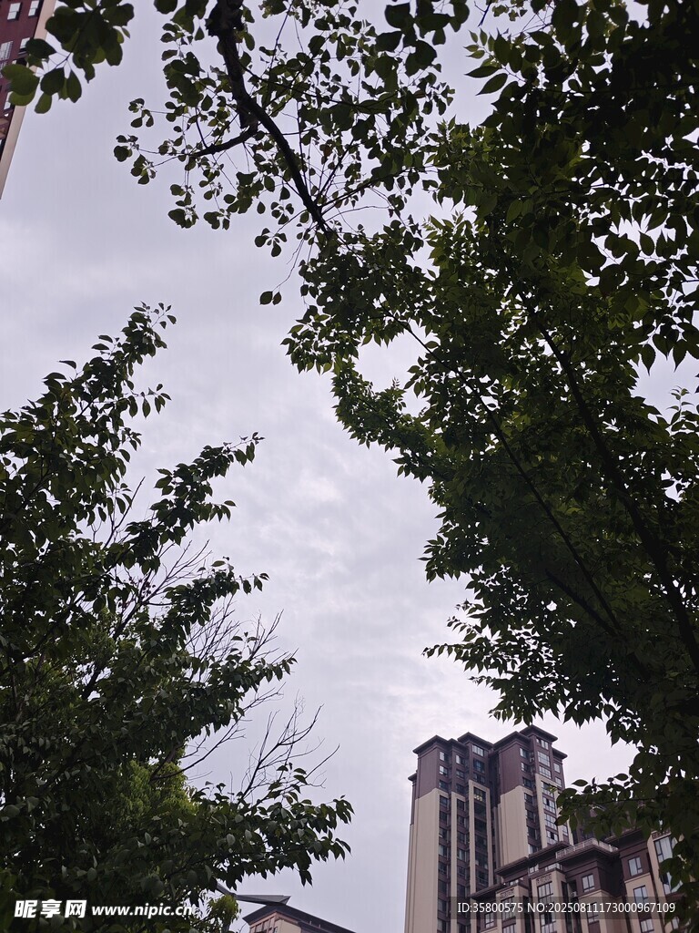 透过枝叶望高楼