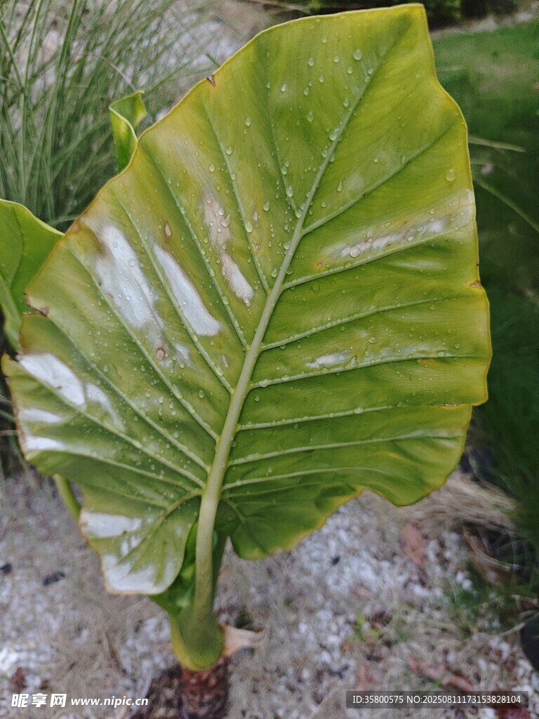 大叶绿植特写