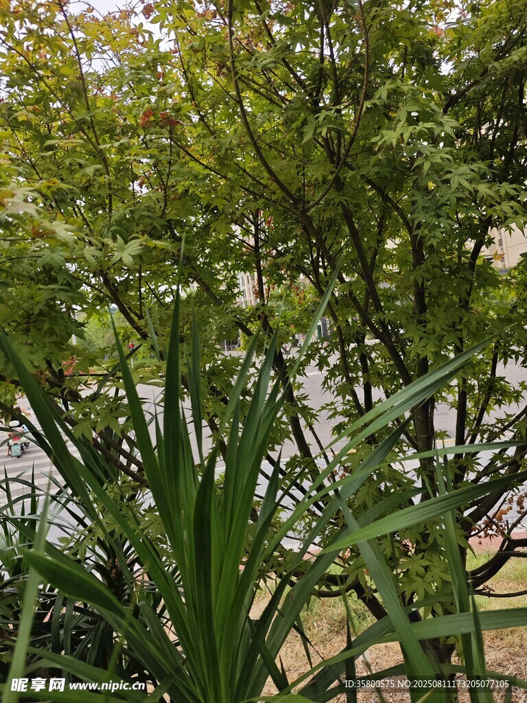 绿意盎然的庭院植物景观