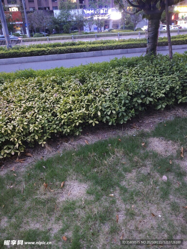 城市绿化带中的绿植景观