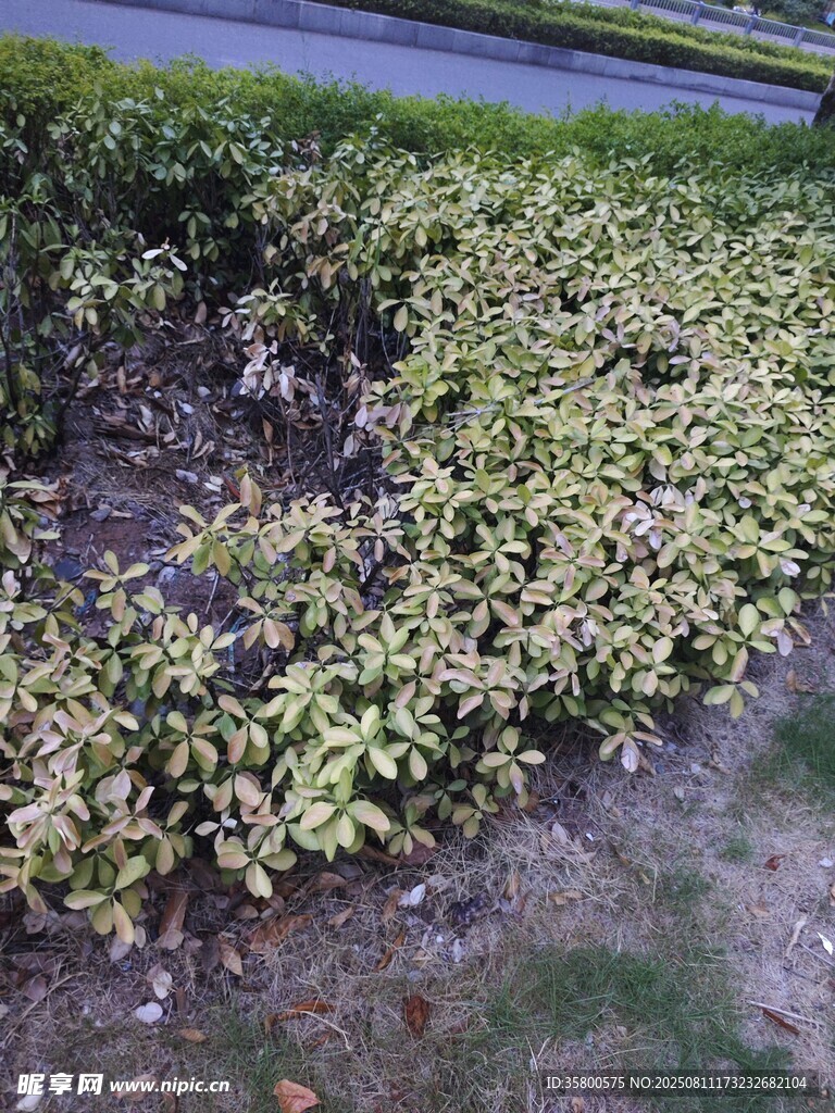 路边绿植景观
