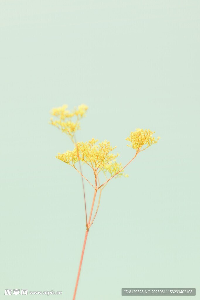 黄色小花特写