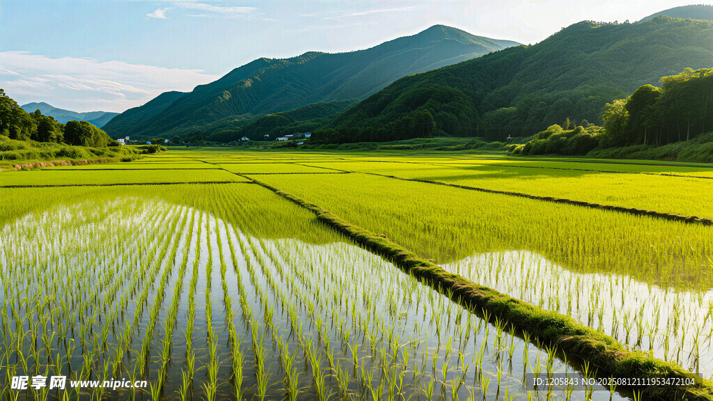 田园稻田风光美景