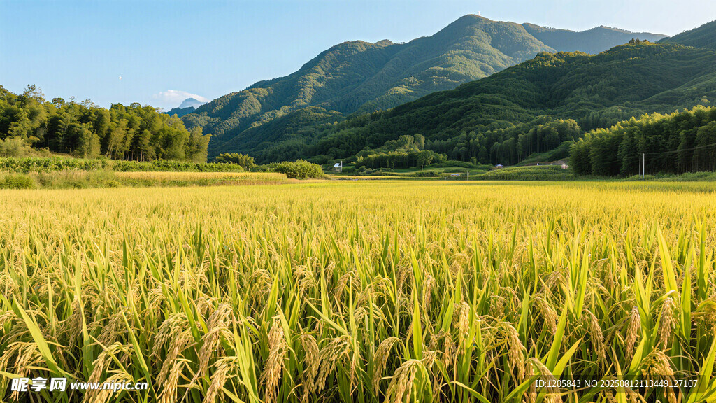 金色麦田与远山美景