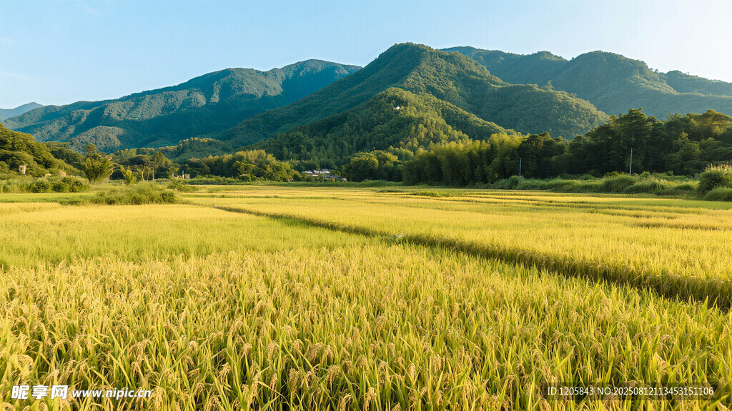 金色稻田与远山美景