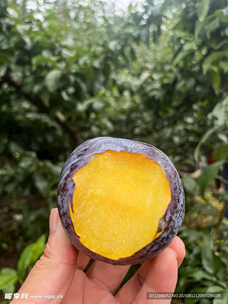 手捧切开的黄心黑皮水果
