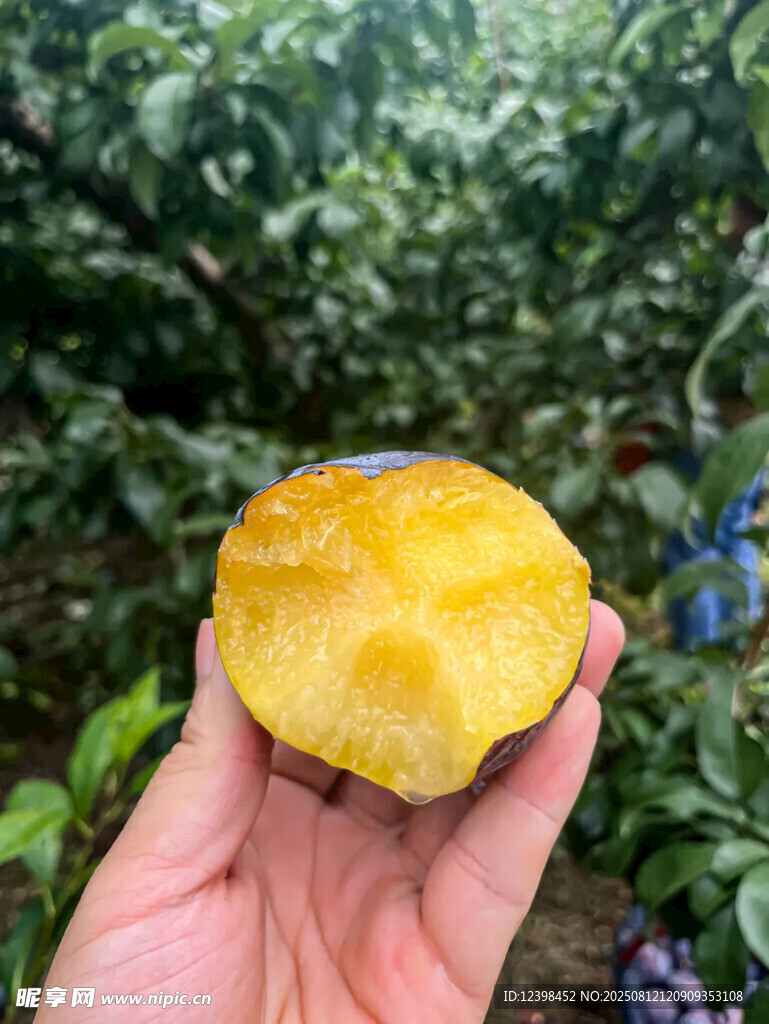 手捧切开的金黄果肉李子