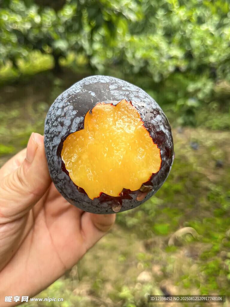 黑布李