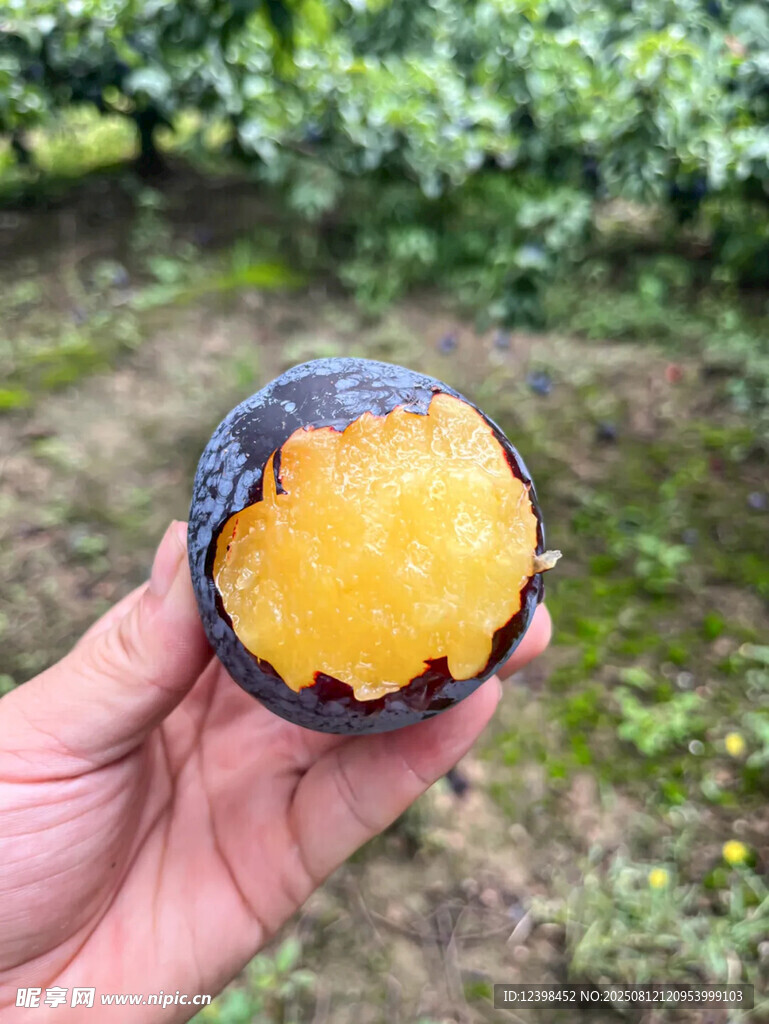 李子